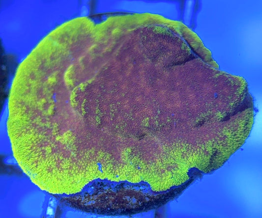 Watermelon Psammocora WP102502 WYSIWYG