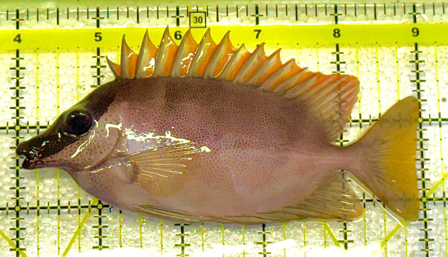 Magnificent Foxface MF020601 WYSIWYG Size: L 5" approx