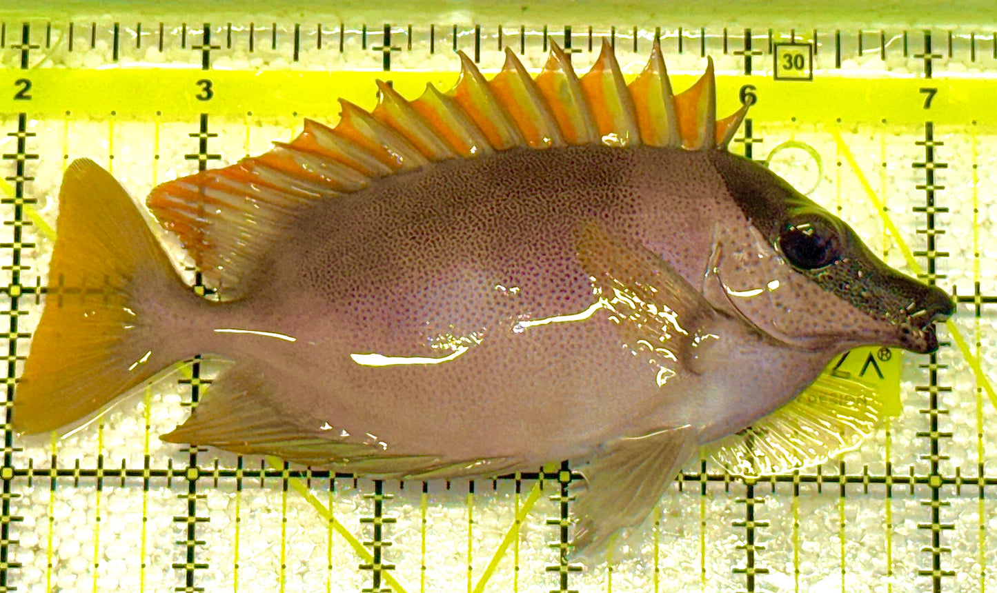 Magnificent Foxface MF020601 WYSIWYG Size: L 5" approx