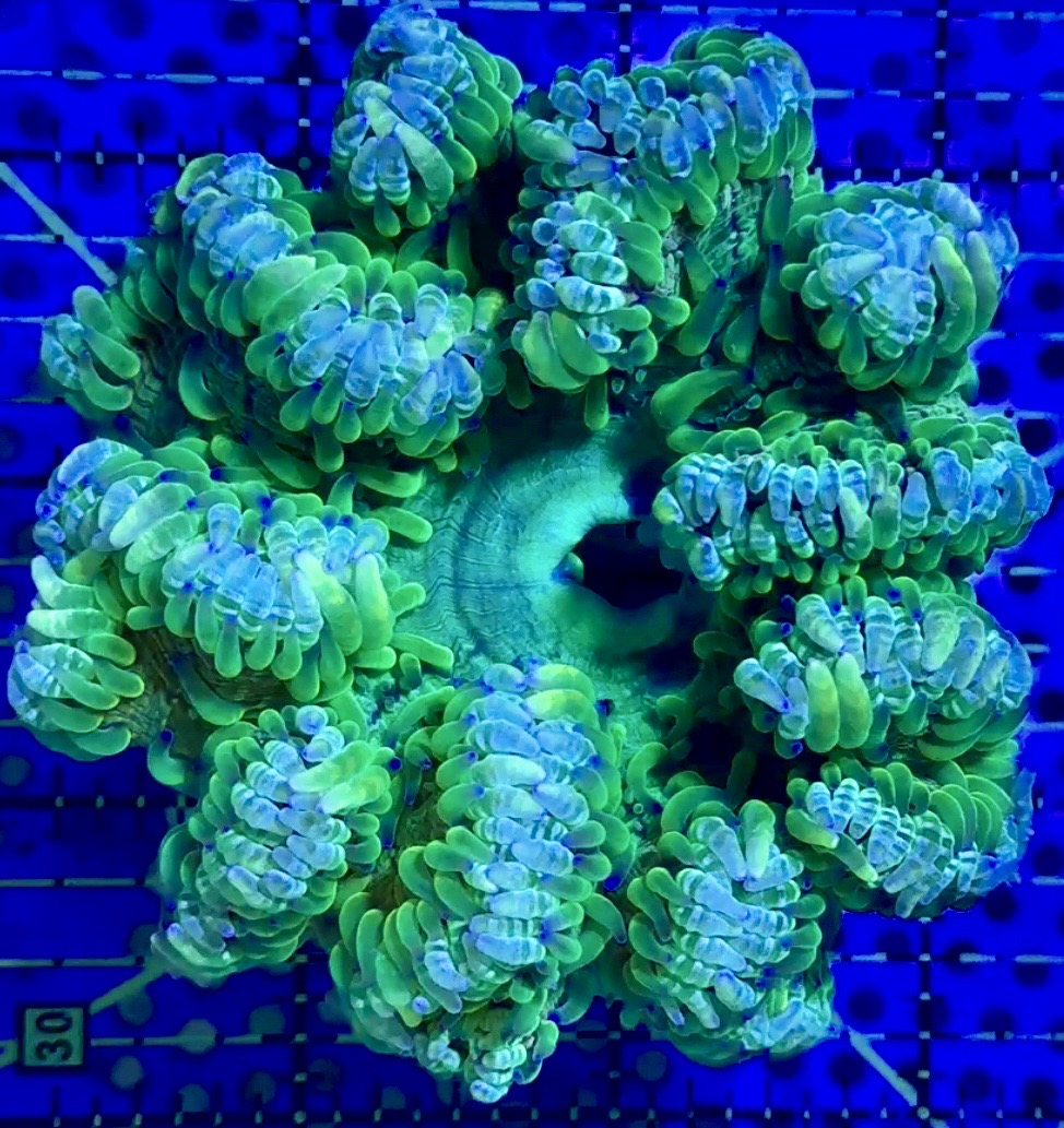 Ultra Rock Flower Anemone URFA090401 WYSIWYG Size: L 4" to 5"