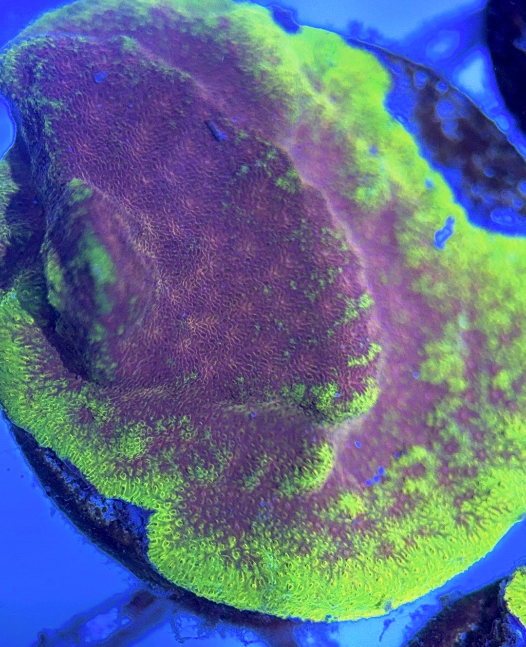 Watermelon Psammocora WP102502 WYSIWYG