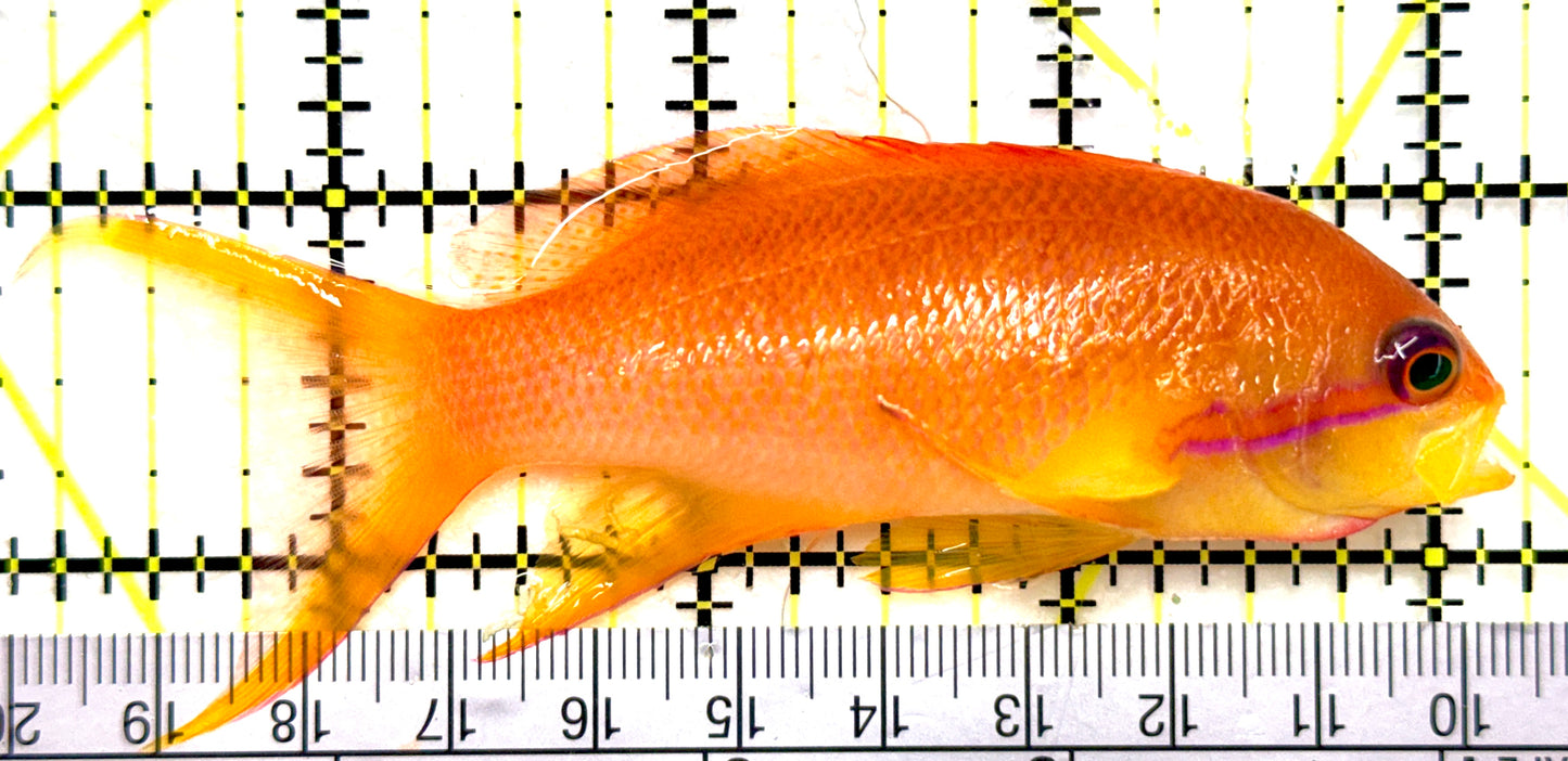 Female Lyretail Anthias (Tonga Special Grade) FLA082603 WYSIWYG Size: SHOW XXL 4" approx