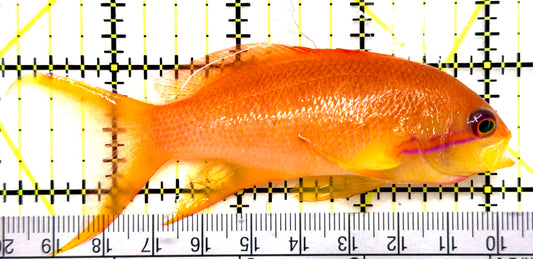 Female Lyretail Anthias (Tonga Special Grade) FLA082603 WYSIWYG Size: SHOW XXL 4" approx