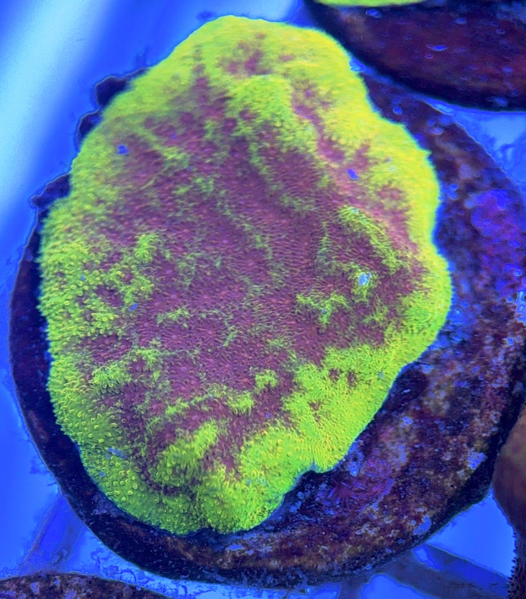 Watermelon Psammocora WP102503 WYSIWYG