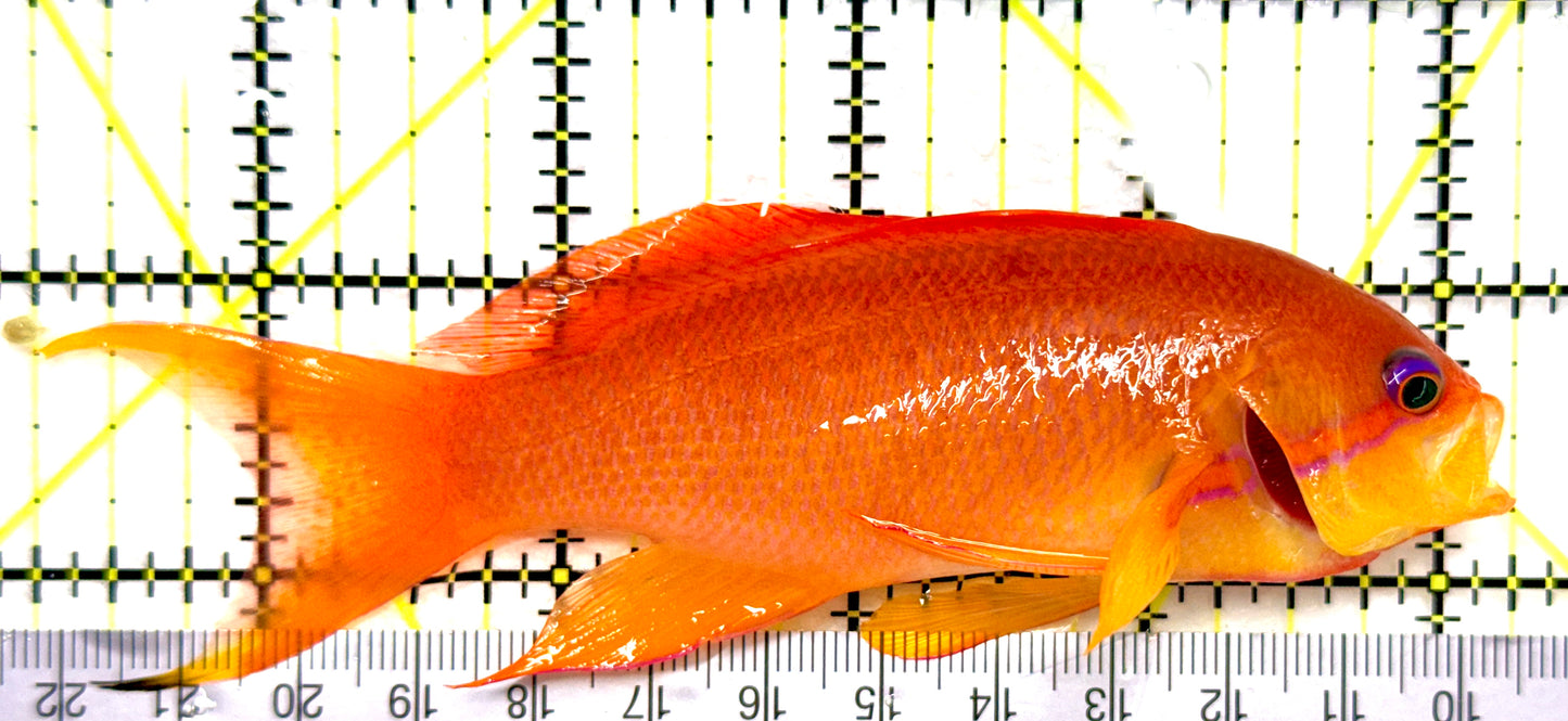Female Lyretail Anthias (Tonga Special Grade) FLA082903 WYSIWYG Size: SHOW XXL 5" approx