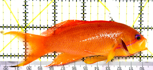 Female Lyretail Anthias (Tonga Special Grade) FLA082903 WYSIWYG Size: SHOW XXL 5" approx