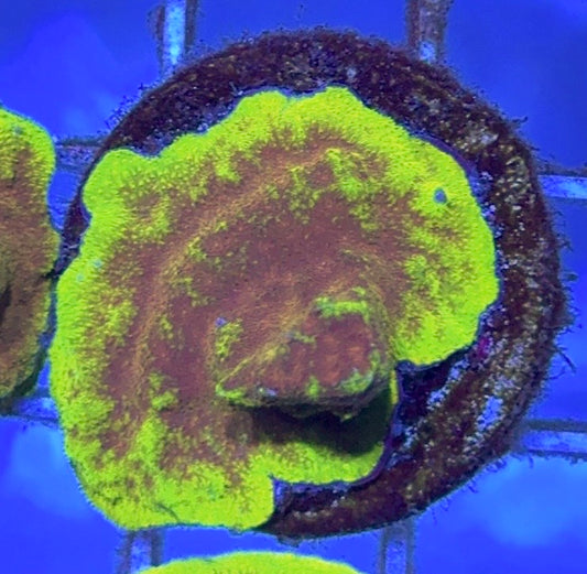 Watermelon Psammocora WP102501 WYSIWYG