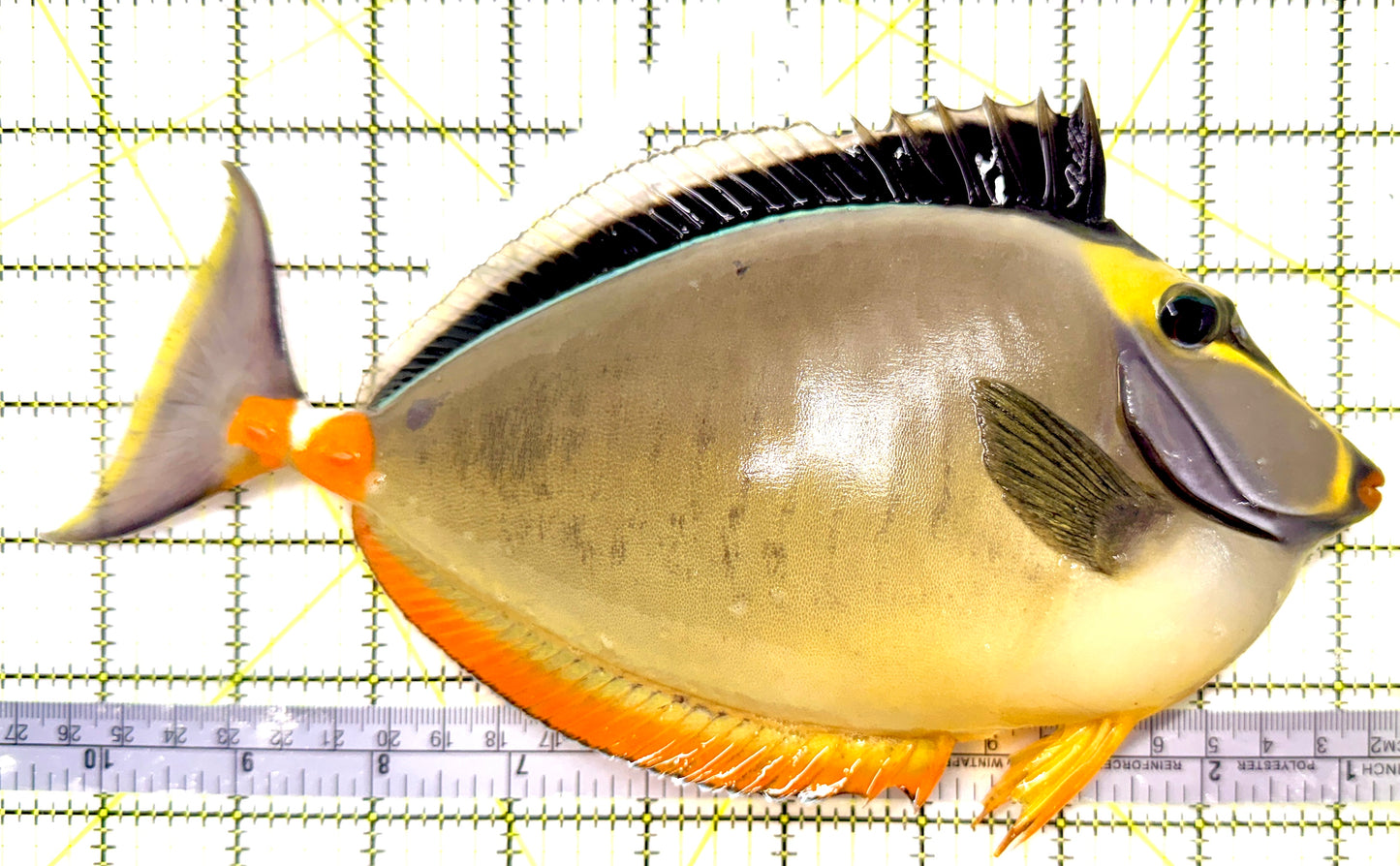 Naso Tang (Tonga Special Grade) NT082601 WYSIWYG Size: XXXL/Show Streamers 10" approx