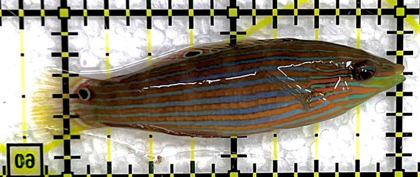 Melanurus Wrasse MW071506 WYSIWYG Size: M 2.25" approx