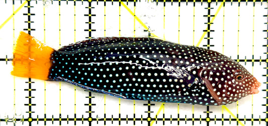 Yellowtail Tamarin Wrasse (Tonga Special Grade) YTW082601 WYSIWYG Size: XXL 4.25" approx
