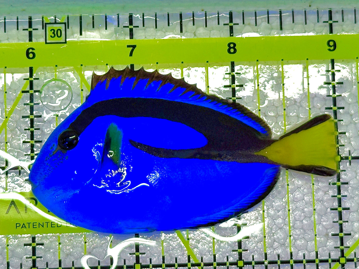 Blue Hippo Tang BHT020603 WYSIWYG Size: M 3" approx