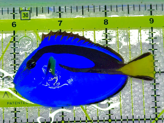 Blue Hippo Tang BHT020603 WYSIWYG Size: M 3" approx