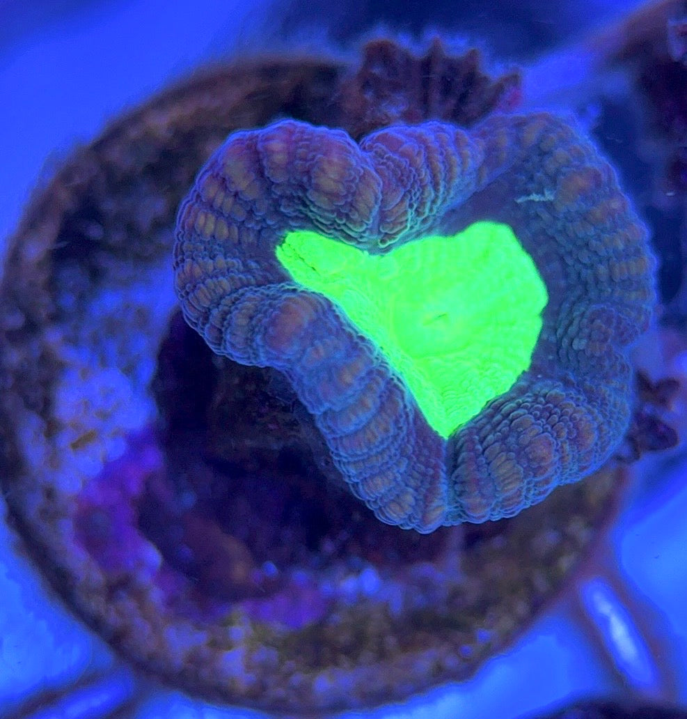 Aquacultured Toxic Spill Candy Cane Size: L 0.75" to 1" Approx - Violet Aquarium 