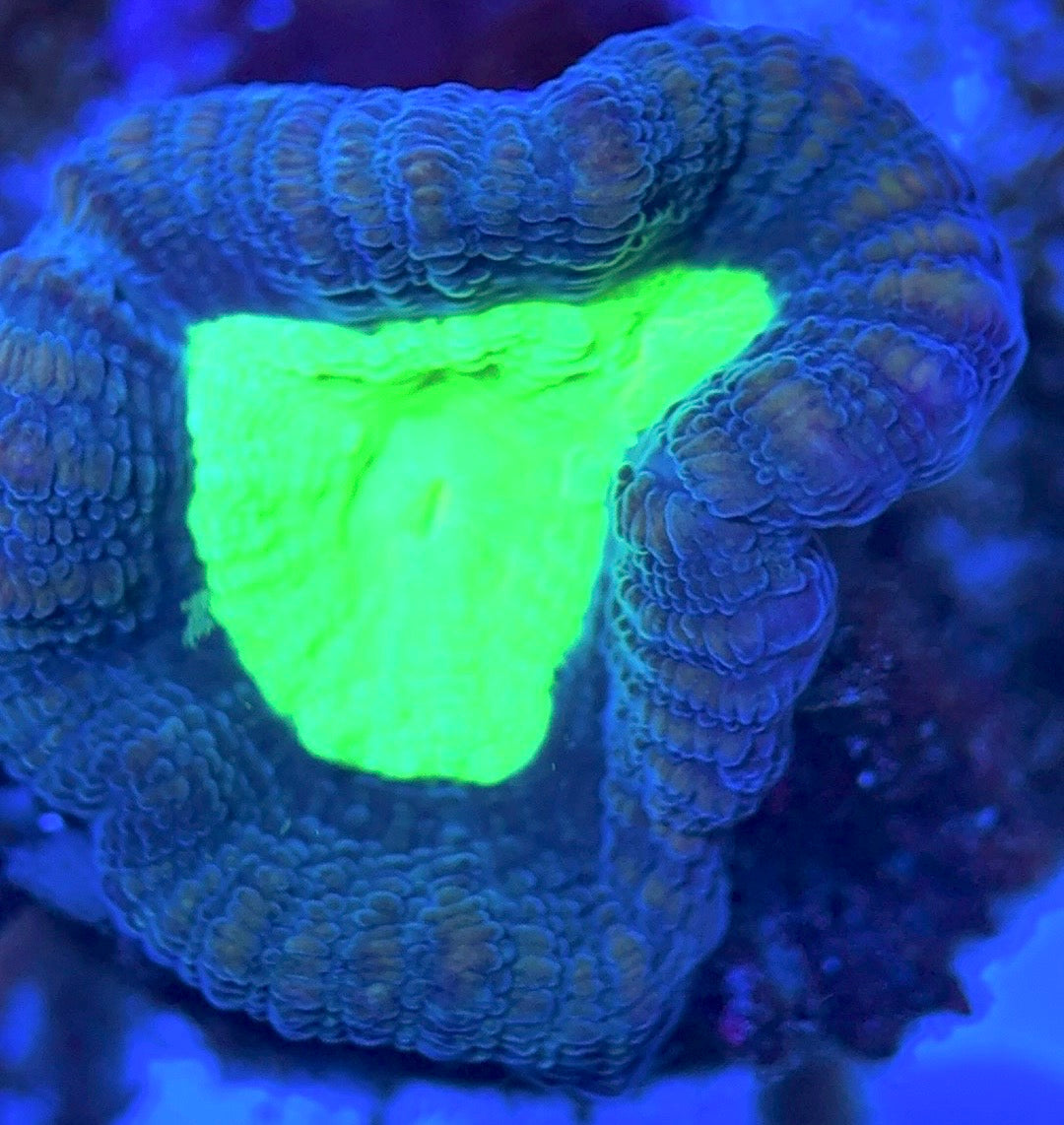 Aquacultured Toxic Spill Candy Cane Size: L 0.75" to 1" Approx - Violet Aquarium 