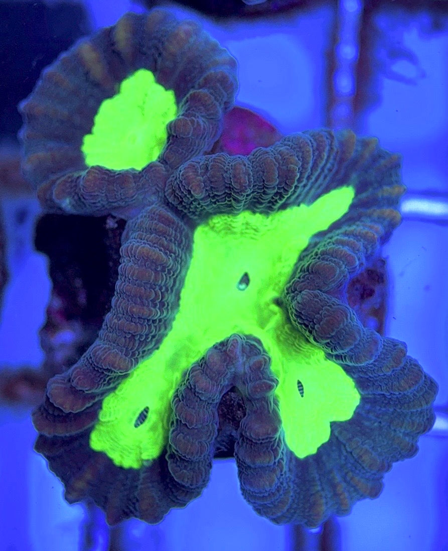 Aquacultured Toxic Spill Candy Cane Size: L 0.75" to 1" Approx - Violet Aquarium 