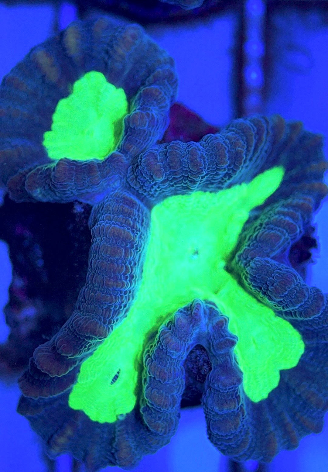 Aquacultured Toxic Spill Candy Cane Size: L 0.75" to 1" Approx - Violet Aquarium 