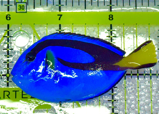 Blue Hippo Tang BHT020601 WYSIWYG Size: M 3" approx
