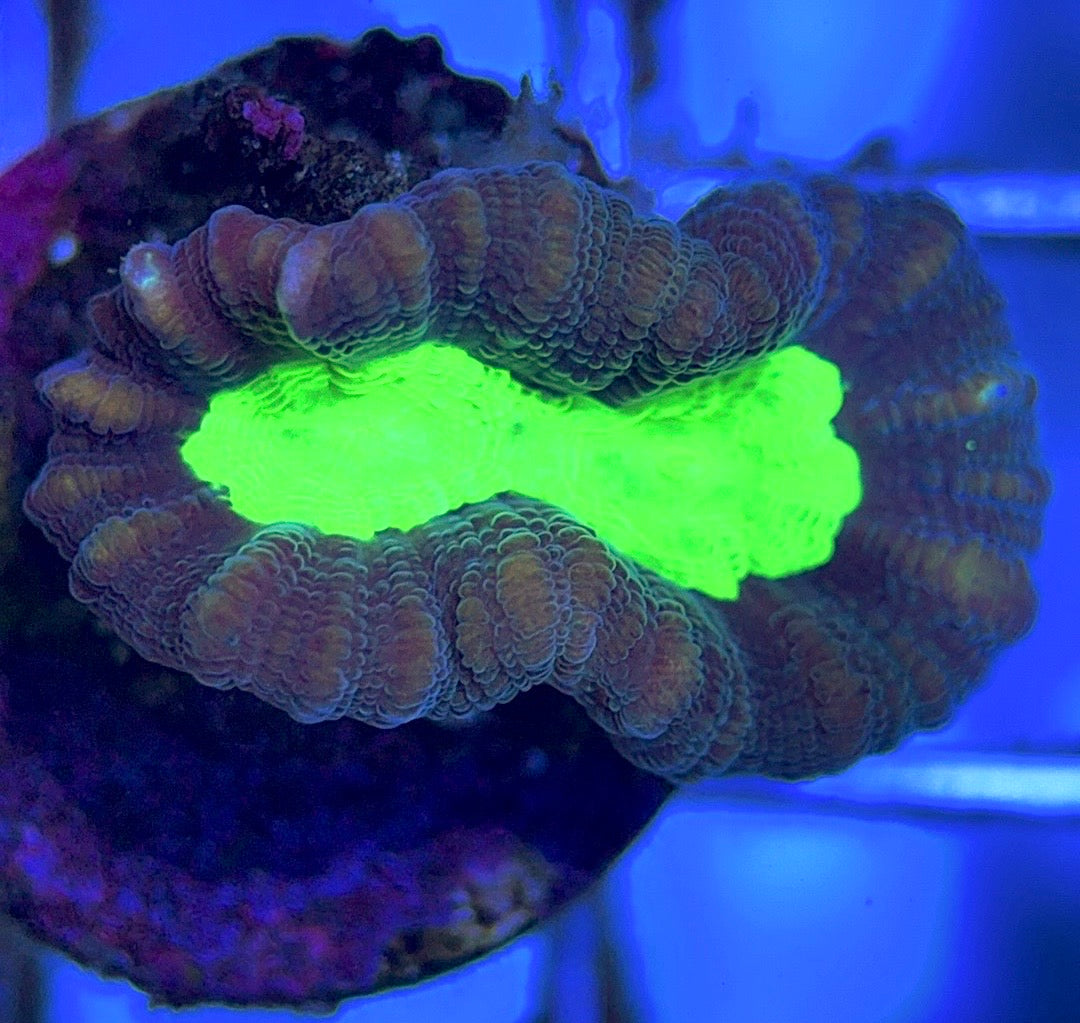 Aquacultured Toxic Spill Candy Cane Size: L 0.75" to 1" Approx - Violet Aquarium 