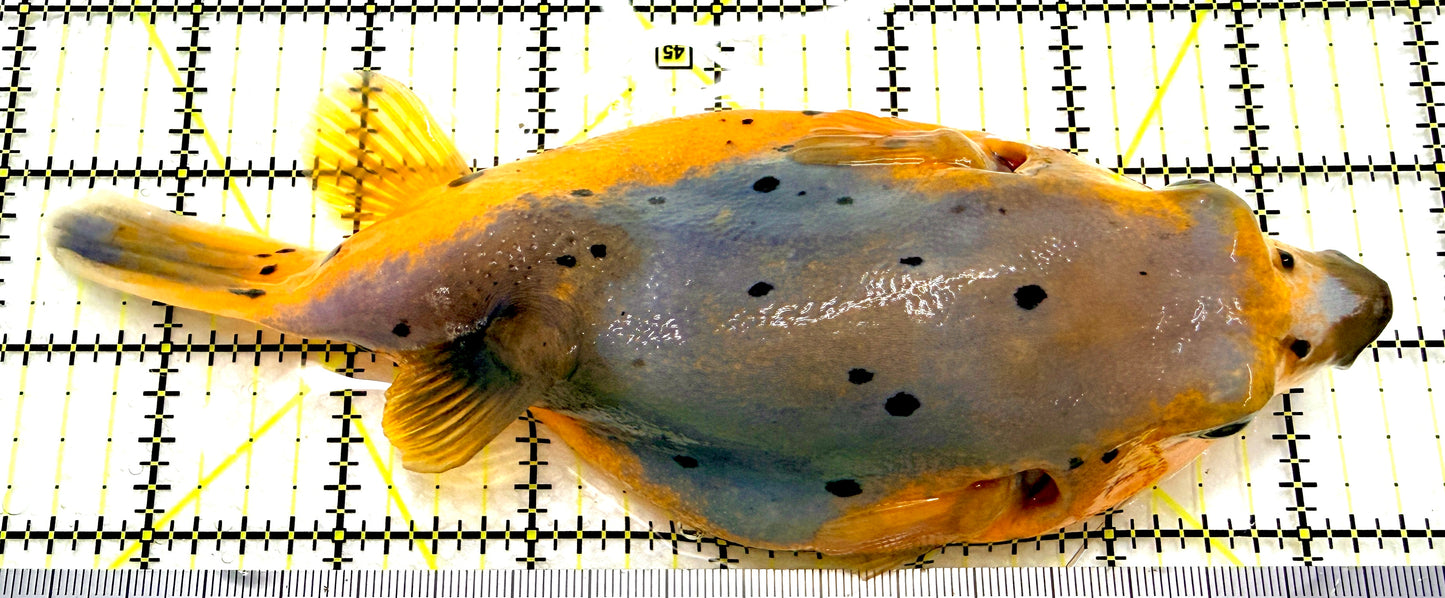 Yellow Belly Dogface Pufferfish (Tonga Special Grade) YBDP082601 WYSIWYG Size: XXL 7.5" approx