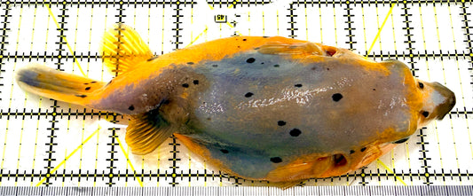 Golden Pufferfish Male (Tonga Special Grade) YBDP082601 WYSIWYG Size: XXL 7.5" approx