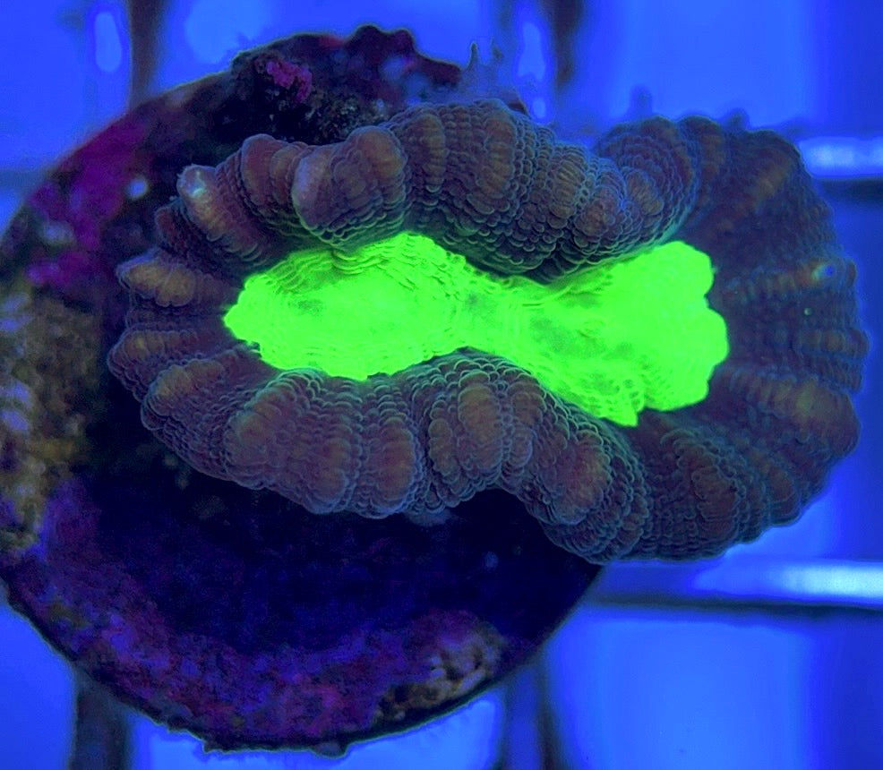 Aquacultured Toxic Spill Candy Cane Size: L 0.75" to 1" Approx - Violet Aquarium 