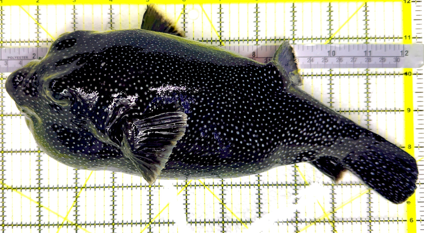 Female Golden Pufferfish (Tonga Special Grade) FGP082601 WYSIWYG Size: SHOW 11" approx