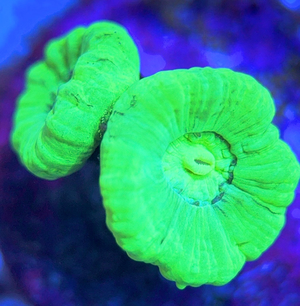 Aquacultured Kryptonite Candy Cane Size: L 0.75" to 1" Approx - Violet Aquarium 