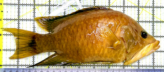 Yellow Insidiator Wrasse (Tonga Special Grade) YIW082801 WYSIWYG Size: SHOW 10.5" approx