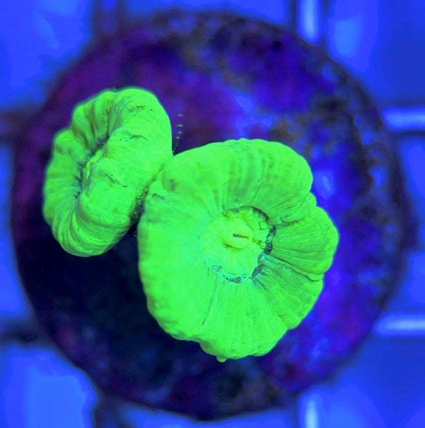 Aquacultured Kryptonite Candy Cane Size: L 0.75" to 1" Approx - Violet Aquarium 