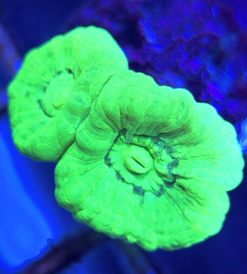 Aquacultured Kryptonite Candy Cane Size: L 0.75" to 1" Approx - Violet Aquarium 