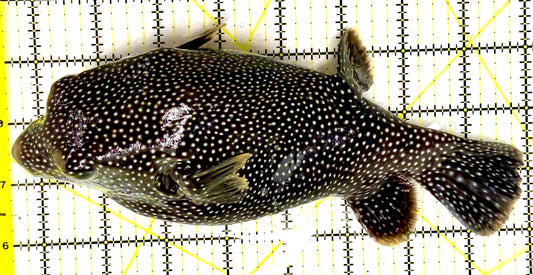 Female Golden Pufferfish (Tonga Special Grade) FGP082602 WYSIWYG Size: XXL 8.5" approx