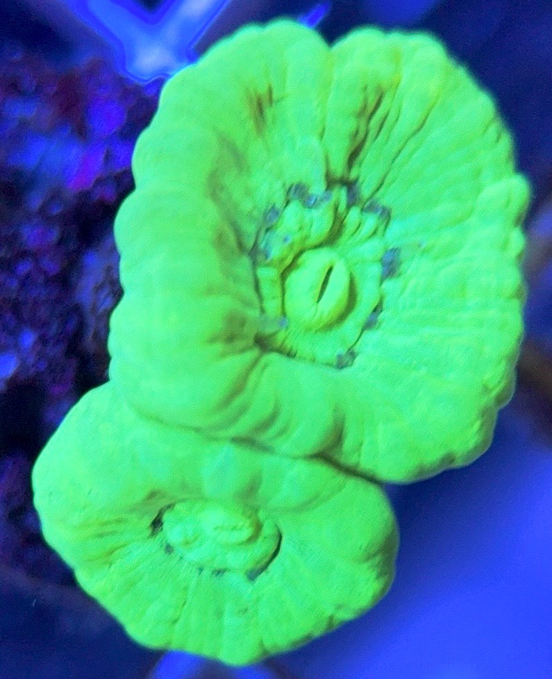 Aquacultured Kryptonite Candy Cane Size: L 0.75" to 1" Approx - Violet Aquarium 