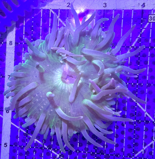 Green Long Tentacle Anemone GLTA090501 WYSIWYG Size M: 4" to 5 "