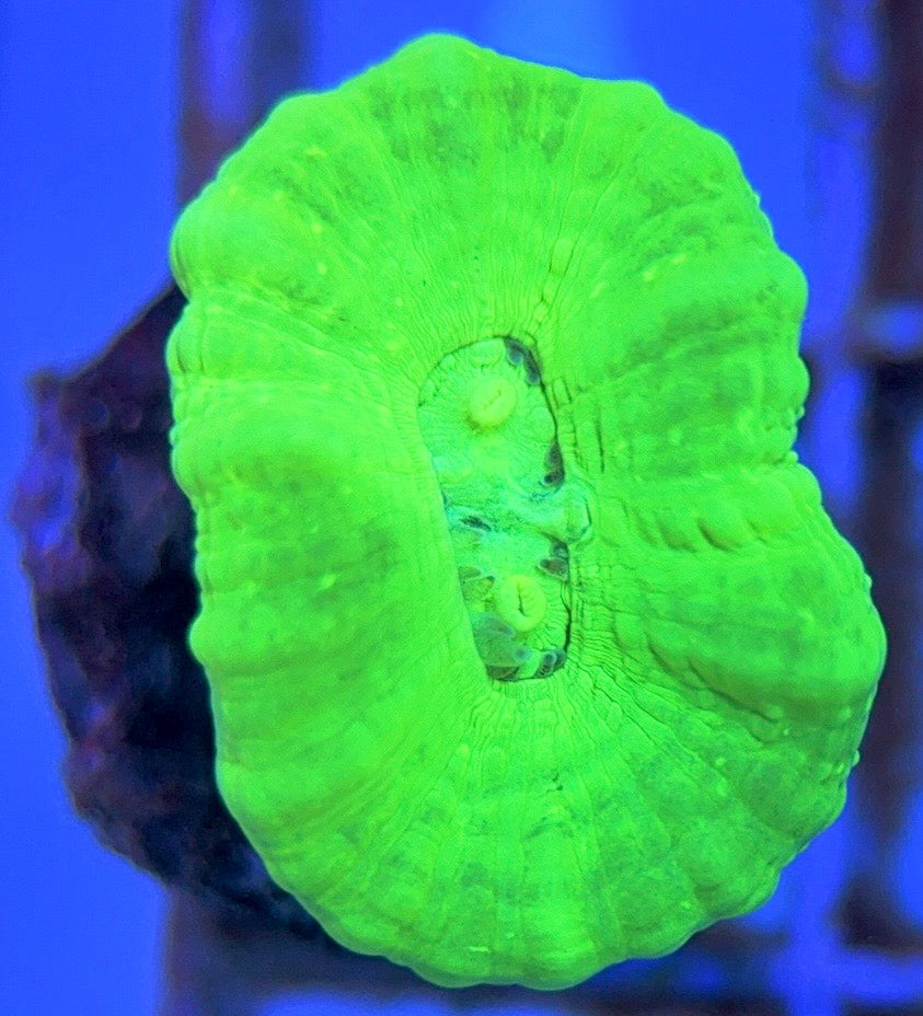Aquacultured Kryptonite Candy Cane Size: L 0.75" to 1" Approx - Violet Aquarium 