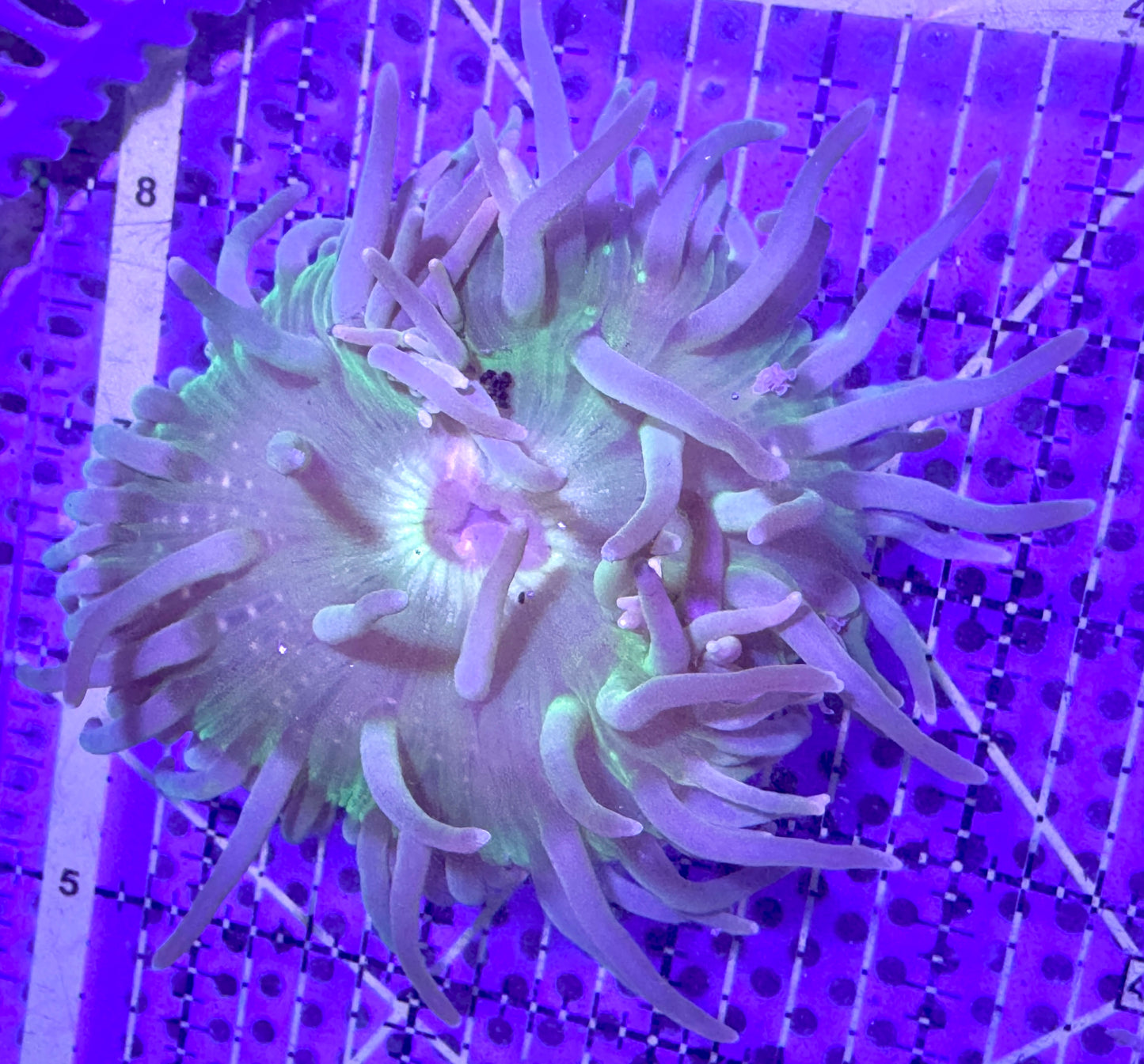 Green Long Tentacle Anemone GLTA090501 WYSIWYG Size M: 4" to 5 "