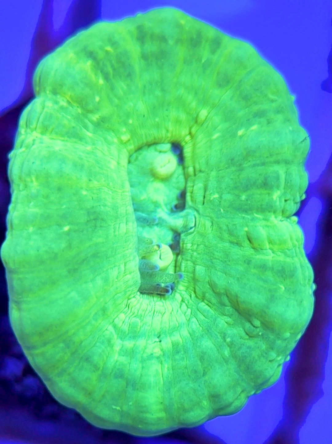 Aquacultured Kryptonite Candy Cane Size: L 0.75" to 1" Approx - Violet Aquarium 