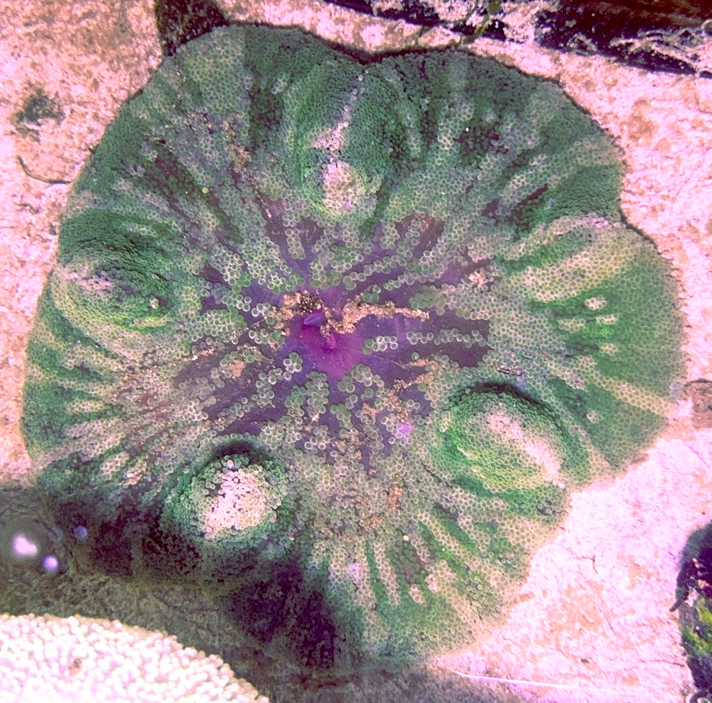 Green Striped Carpet Anemone (Haddoni) GSCA090501 WYSIWYG Size: XL 8" to 10"