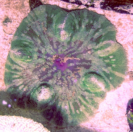 Green Striped Carpet Anemone (Haddoni) GSCA090501 WYSIWYG Size: XL 8" to 10"