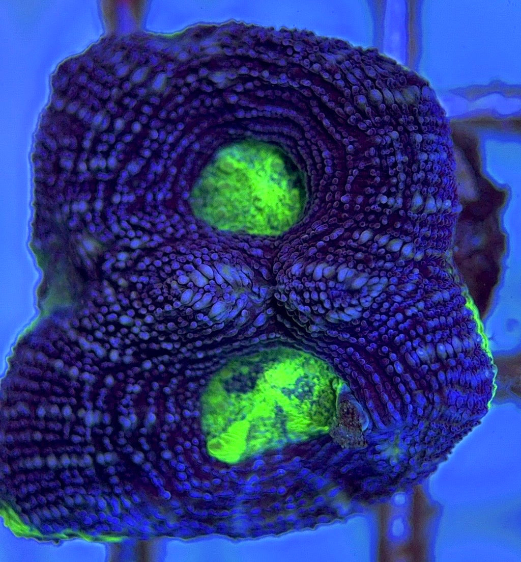 Aussie Acan Bowerbanki AAB102501 WYSIWYG