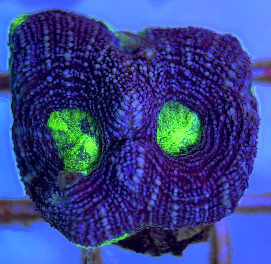 Aussie Acan Bowerbanki AAB102501 WYSIWYG