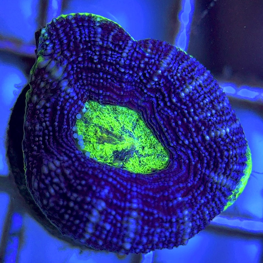 Aussie Acan Bowerbanki AAB102502 WYSIWYG