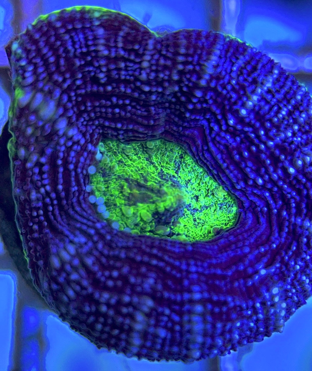 Aussie Acan Bowerbanki AAB102502 WYSIWYG