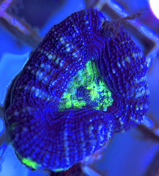 Aussie Acan Bowerbanki AAB102503 WYSIWYG