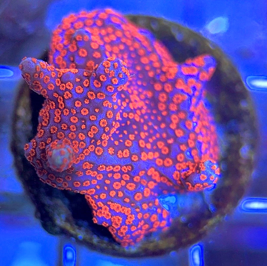 VA Bubblegum Montipora VBM102501 WYSIWYG