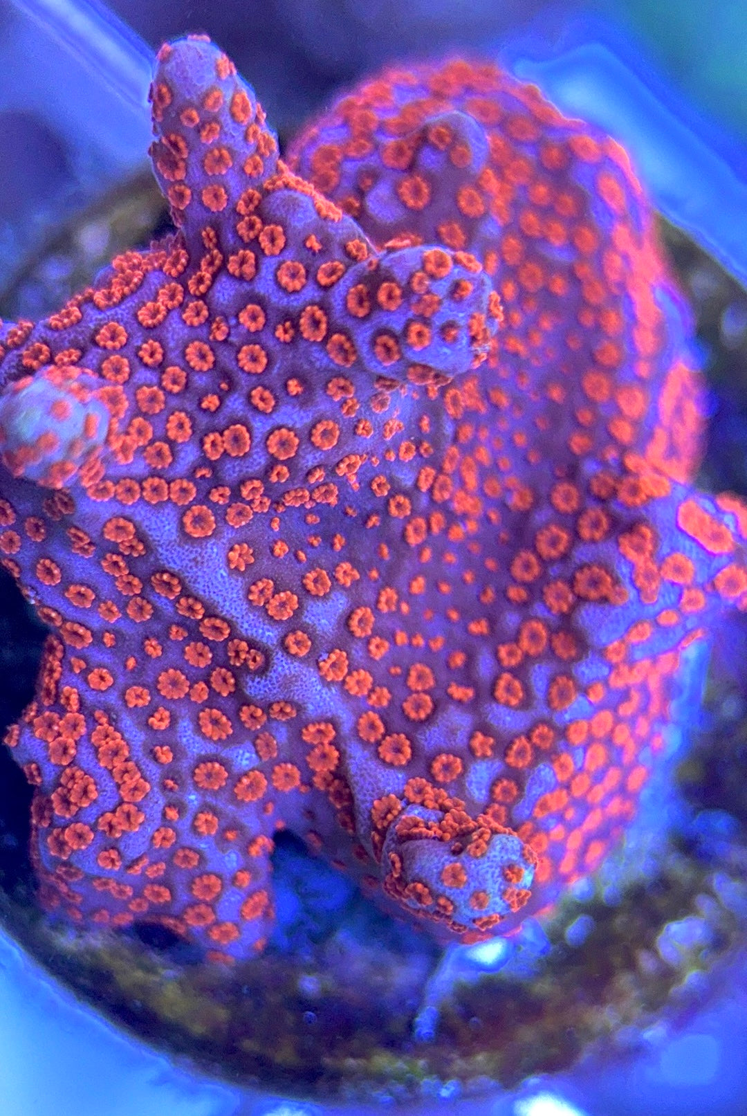VA Bubblegum Montipora VBM102501 WYSIWYG