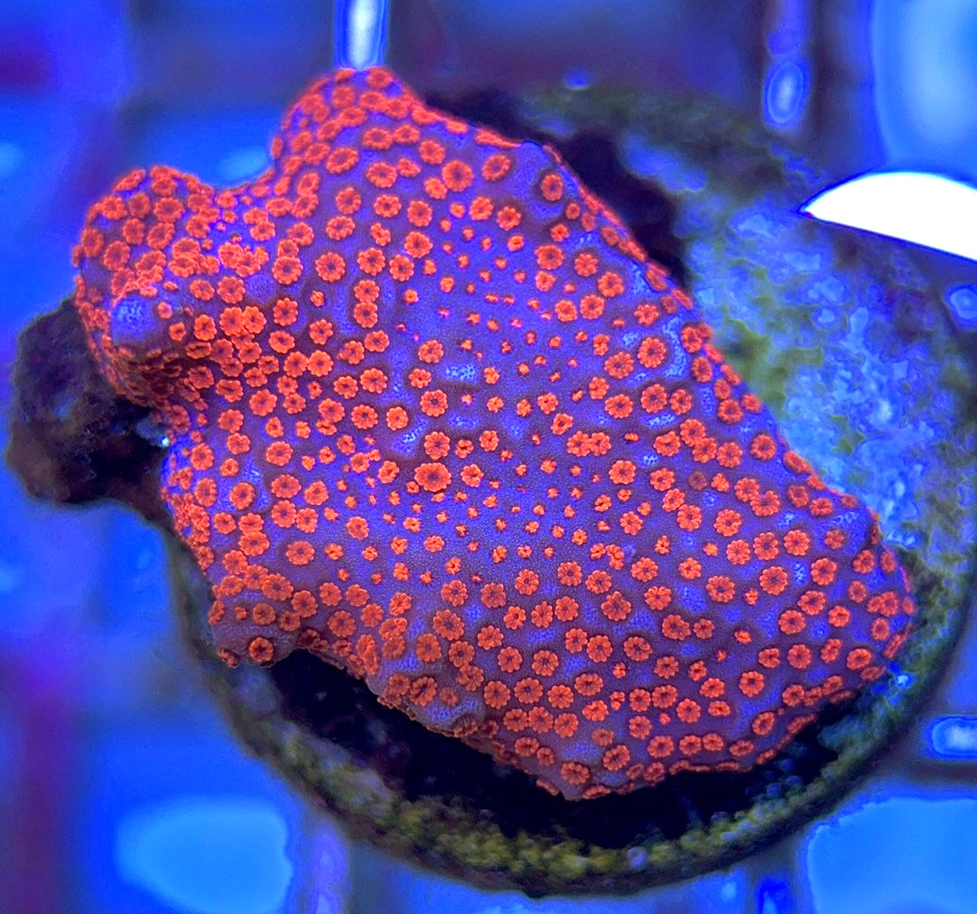 VA Bubblegum Montipora VBM102502 WYSIWYG
