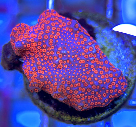 VA Bubblegum Montipora VBM102502 WYSIWYG