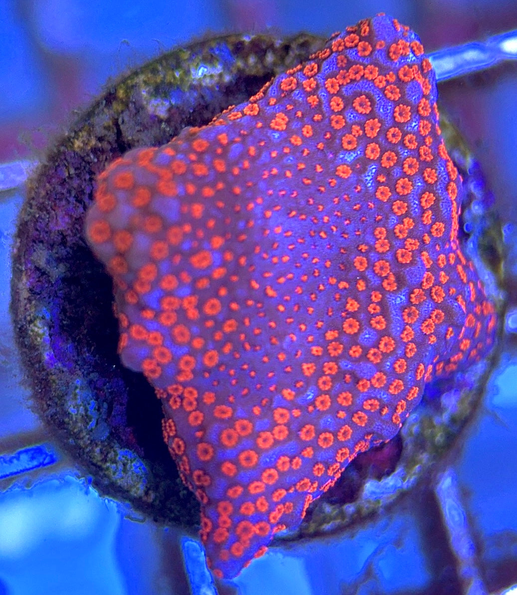 VA Bubblegum Montipora VBM102503 WYSIWYG