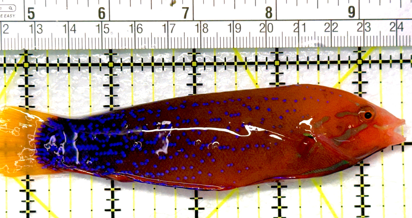 African Red Clown Coris Wrasse Adult ARCCWA090201 WYSIWYG Size: M 4.75" approx