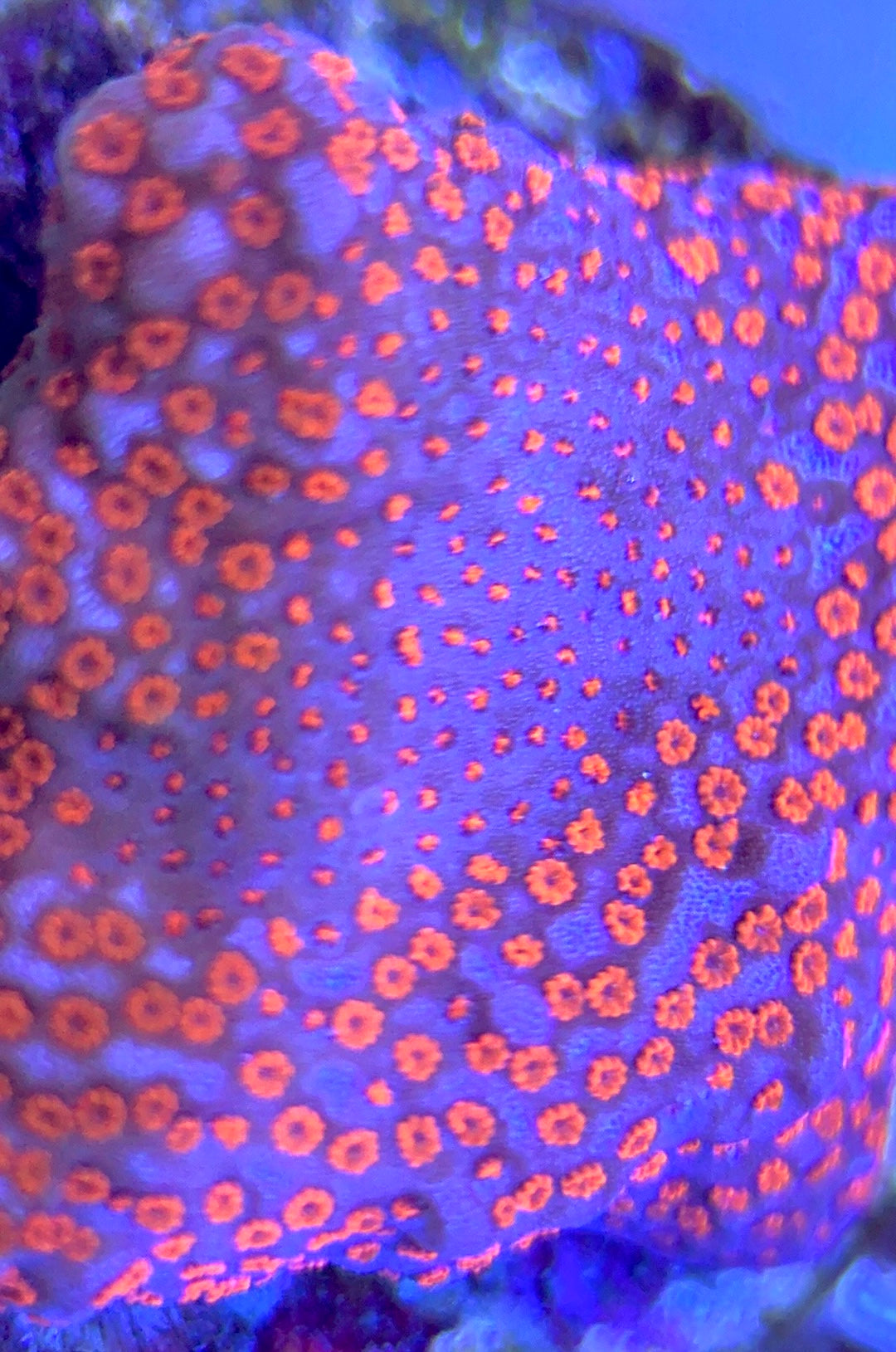 VA Bubblegum Montipora VBM102503 WYSIWYG